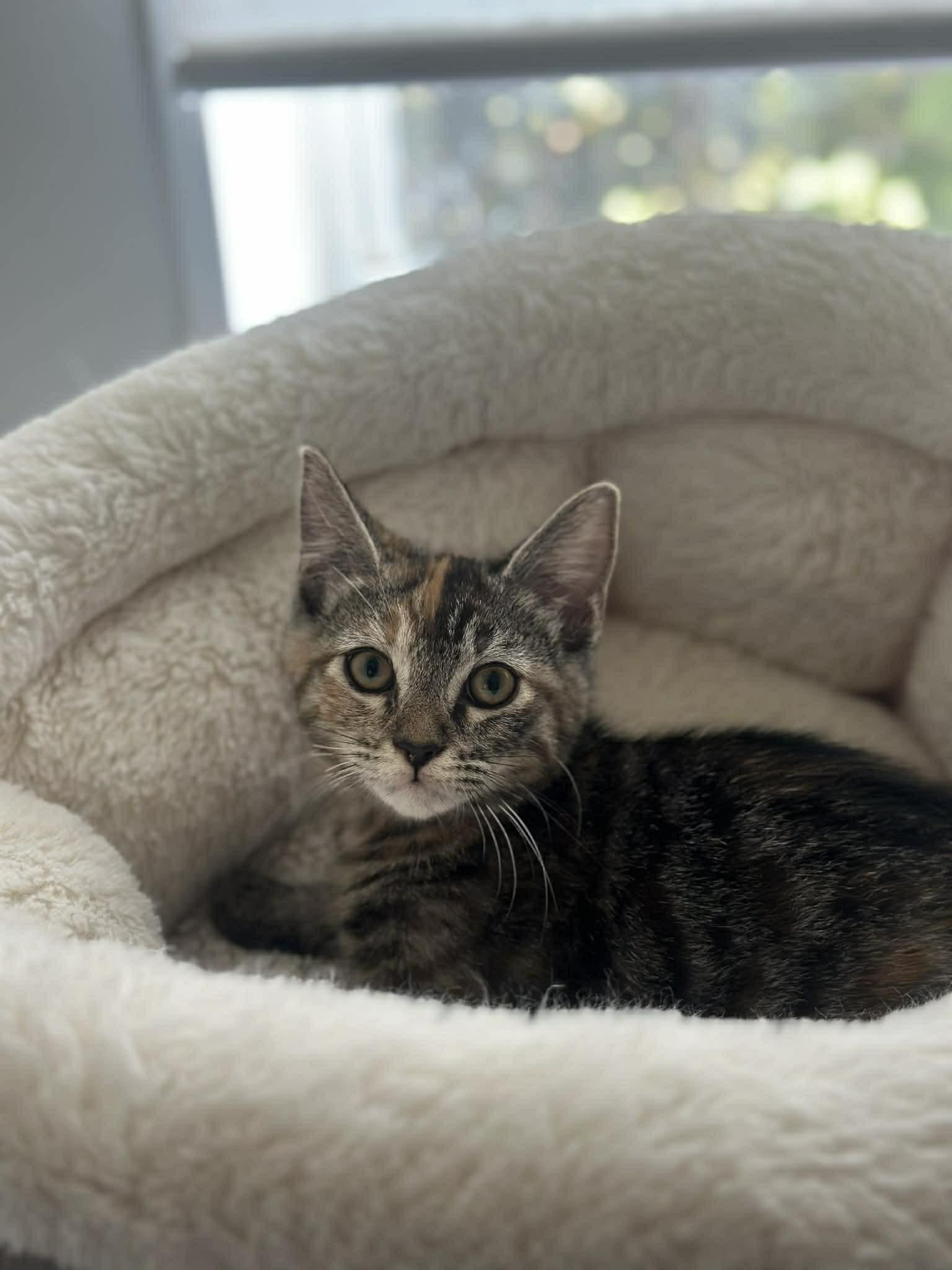 Enlarge Enchilada, a ADOPTABLE Domestic Short Hair in Myakka City, FL image 4/4