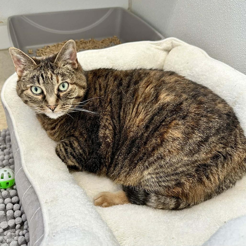 Sophie C 2, Adoptable, Senior Female Domestic Short Hair.