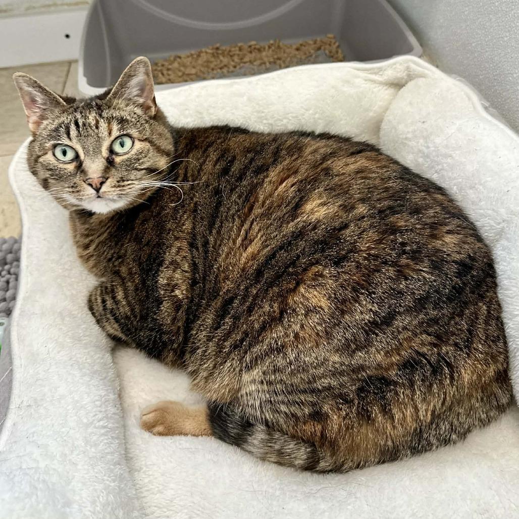 Enlarge Sophie C 2, a Adoptable Domestic Short Hair in Union, MO image 2/2