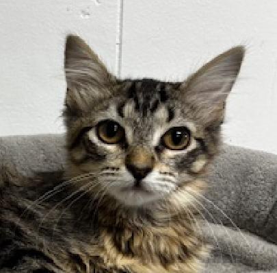 Paisley, Adoptable, Young Female Domestic Medium Hair.