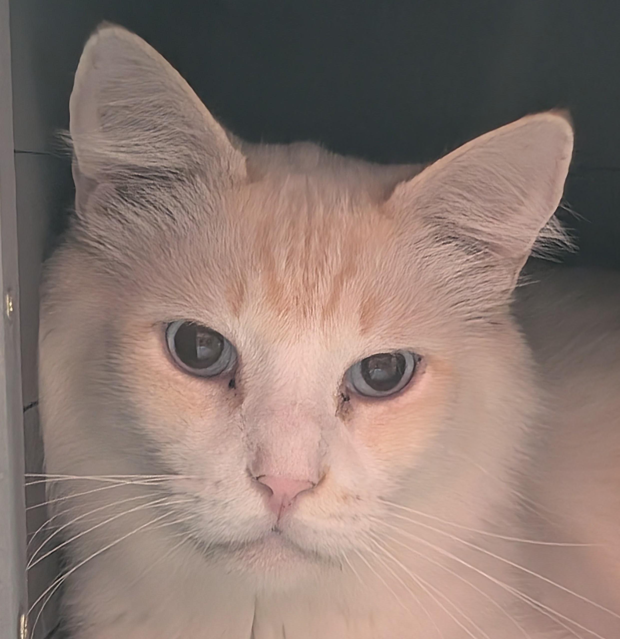 Enlarge Dipstick (Independent), a Adoptable Domestic Long Hair in Greeneville, TN image 1/3