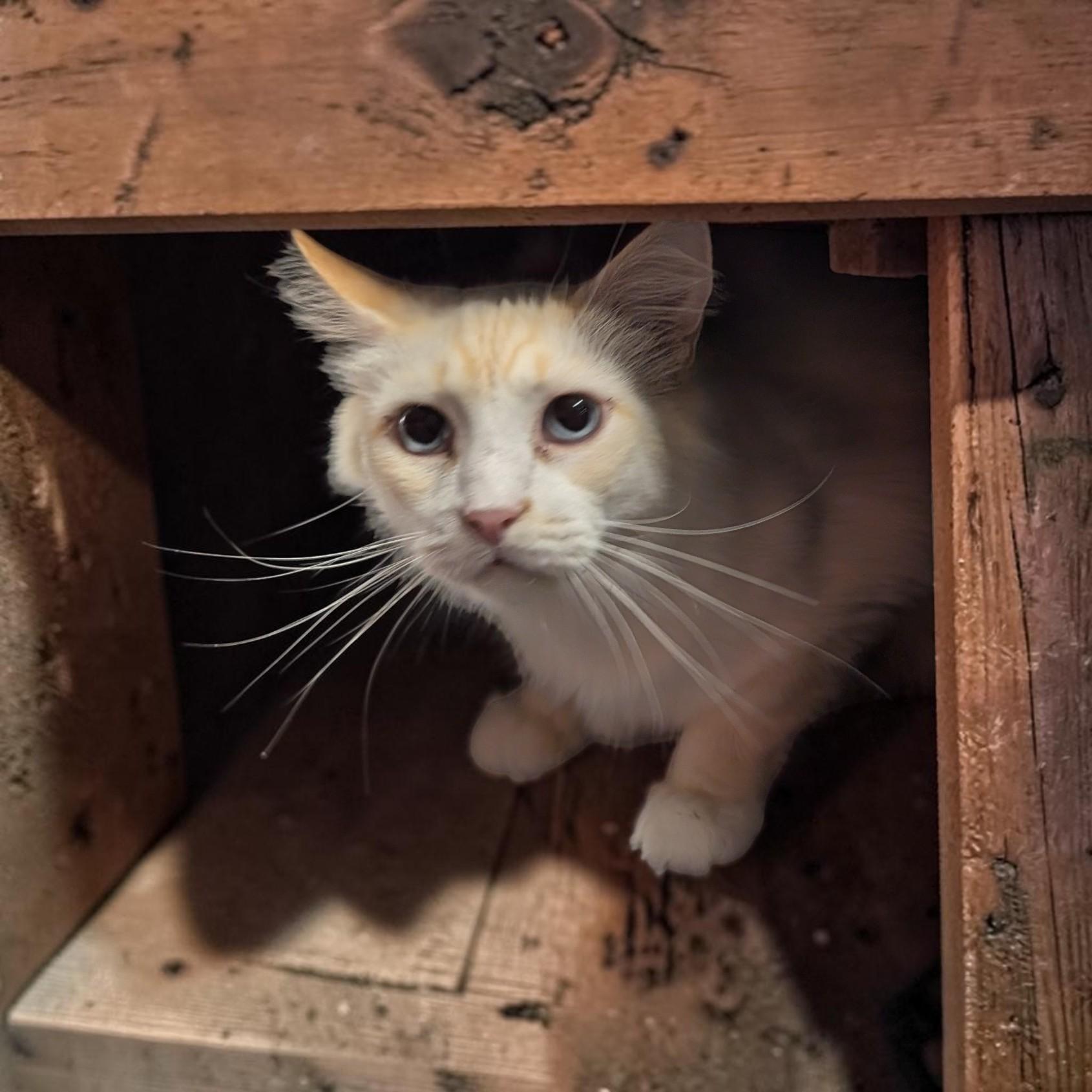 Enlarge Dipstick (Independent), a Adoptable Domestic Long Hair in Greeneville, TN image 3/3