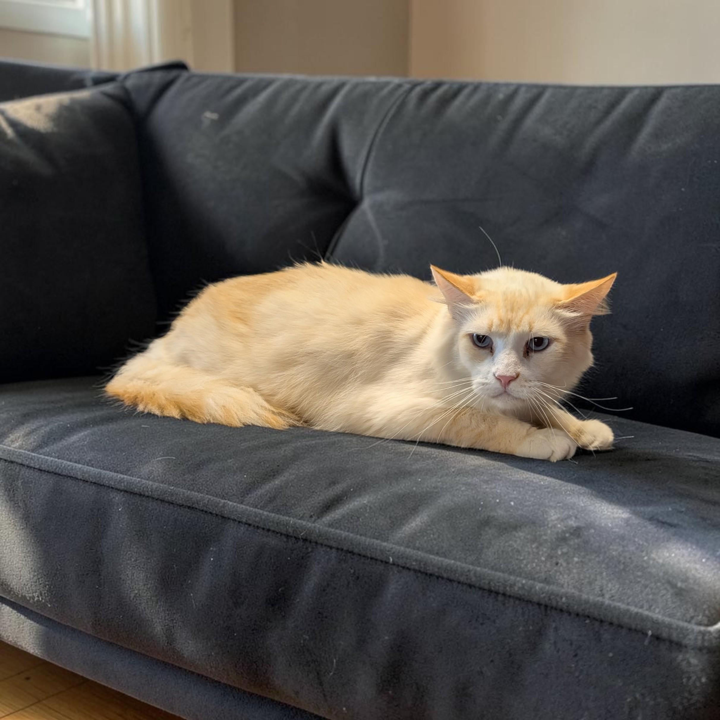 Enlarge Dipstick (Independent), a Adoptable Domestic Long Hair in Greeneville, TN image 2/3
