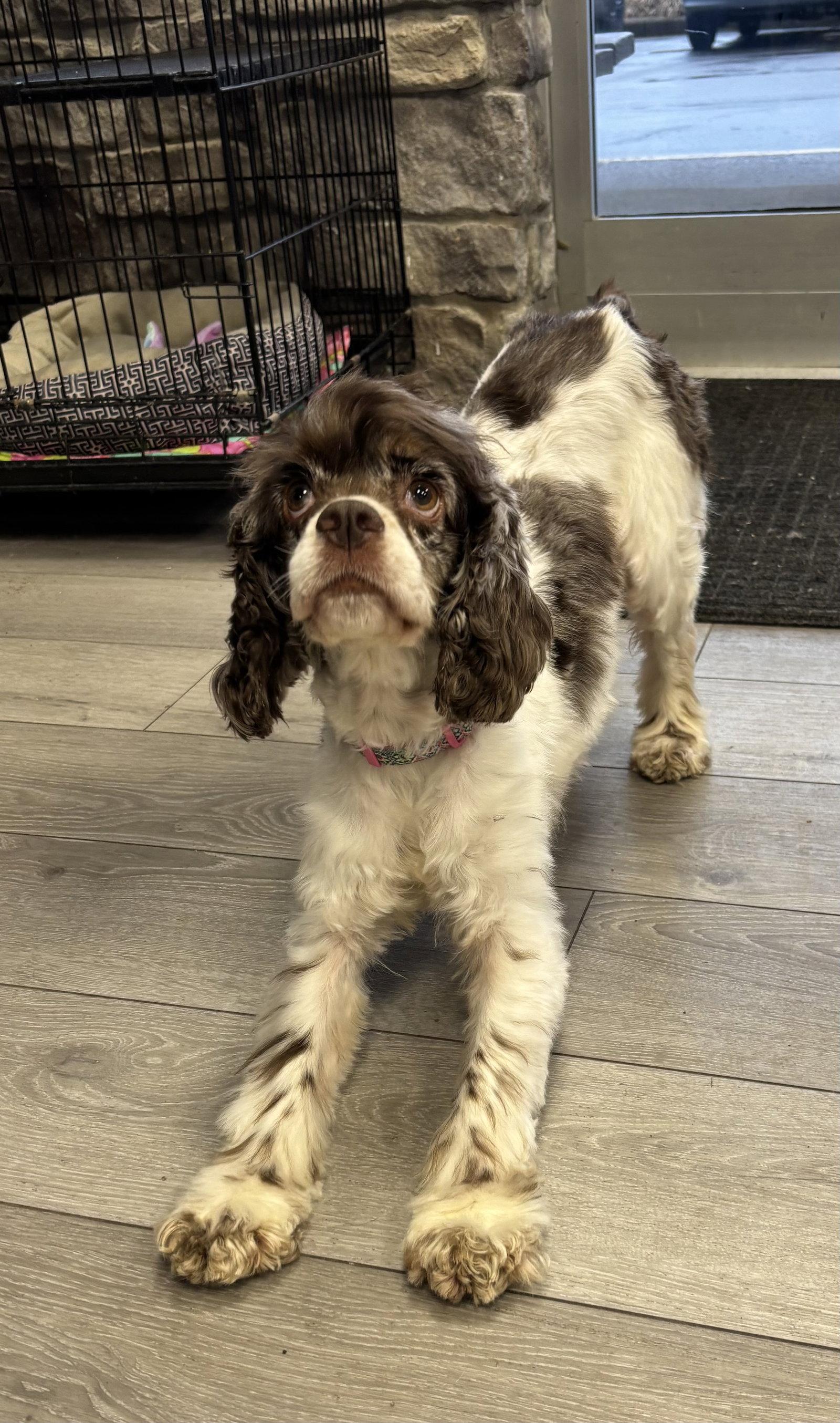 Chi Chi, Adoptable, Adult Female Cocker Spaniel.
