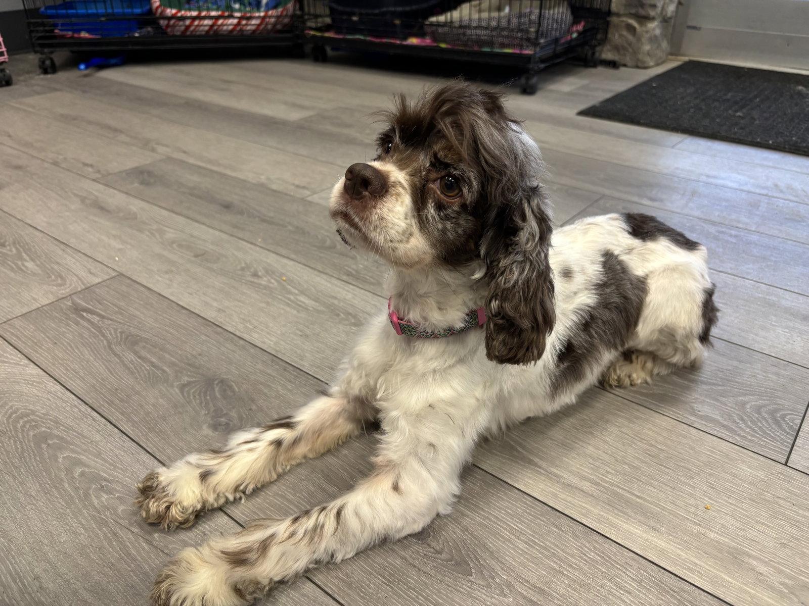 Enlarge Chi Chi, a Adoptable Cocker Spaniel in Georgetown, KY image 3/3