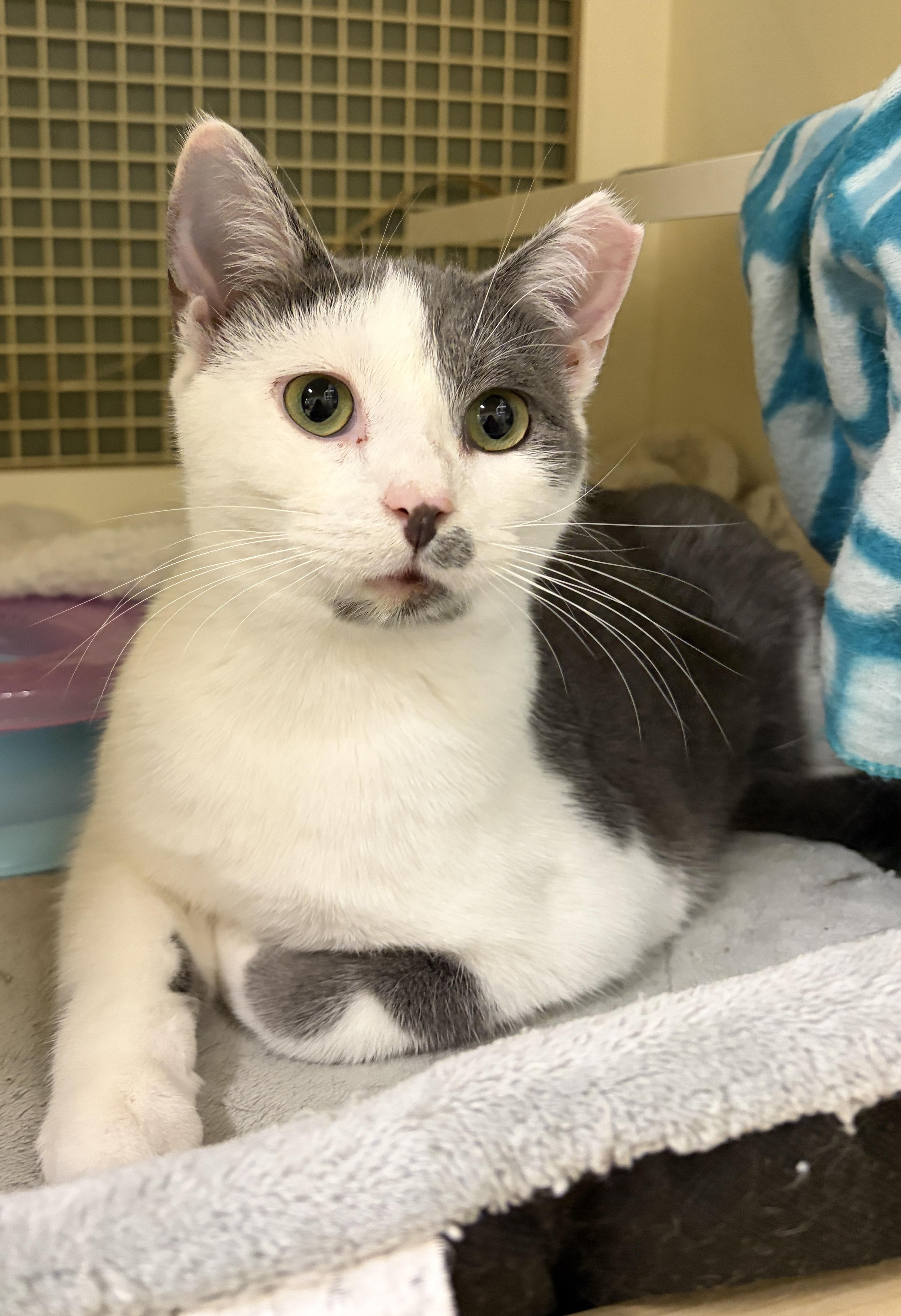 Enlarge Tony, a ADOPTABLE Domestic Short Hair in Easley, SC image 3/3