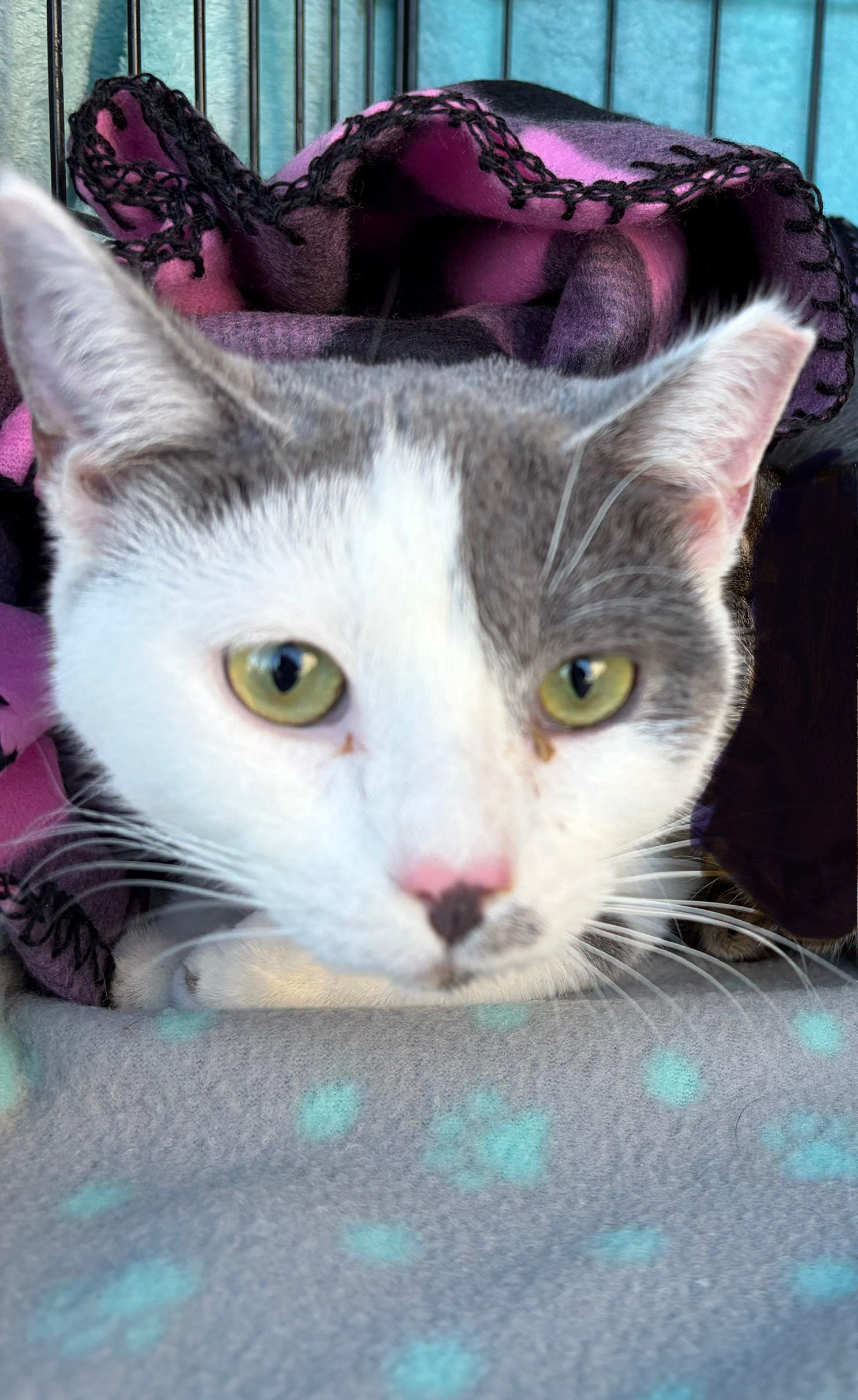 Tony, ADOPTABLE, Young Male Domestic Short Hair.