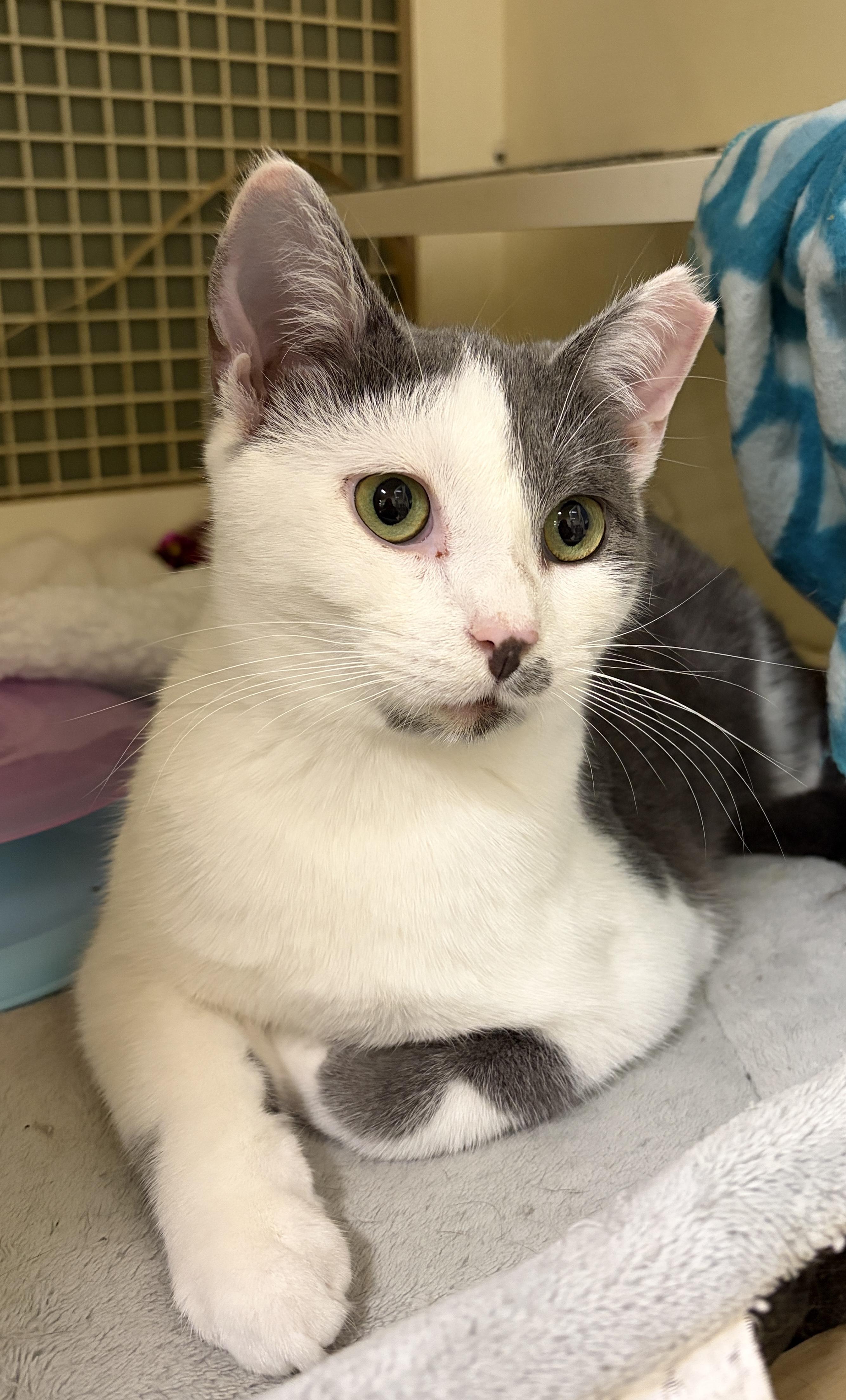 Enlarge Tony, a ADOPTABLE Domestic Short Hair in Easley, SC image 2/3