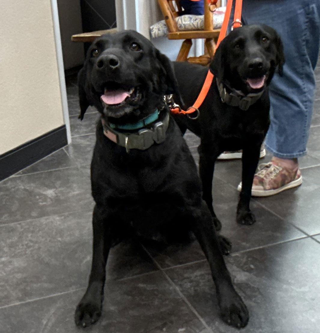 Kiara, Adopted, Senior Female Labrador Retriever.