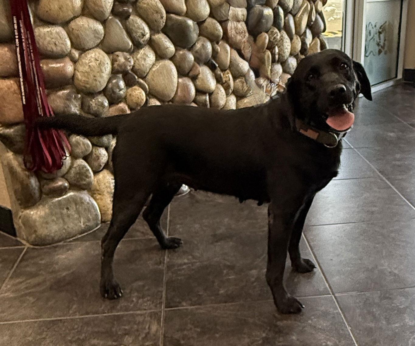 Enlarge Kiara, a Adopted Labrador Retriever image 2/3