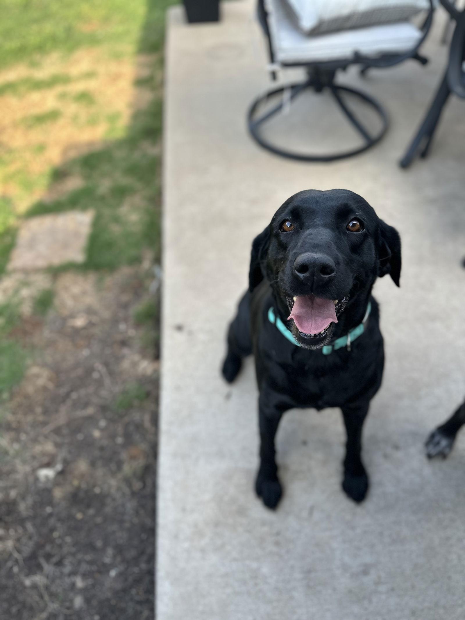 Enlarge Kiara, a Adopted Labrador Retriever image 3/3