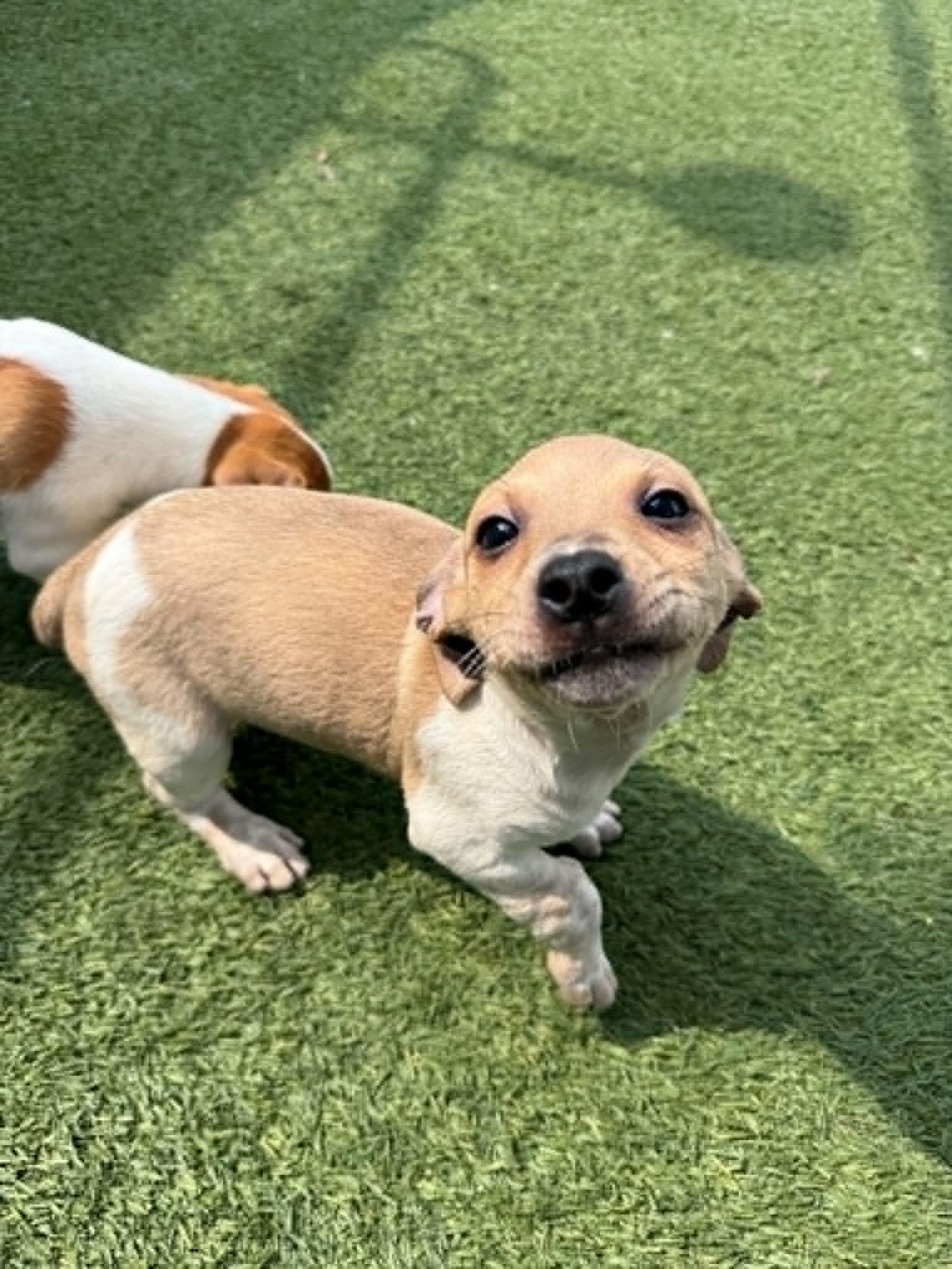 Zucchini, ADOPTABLE, Puppy Male Beagle.