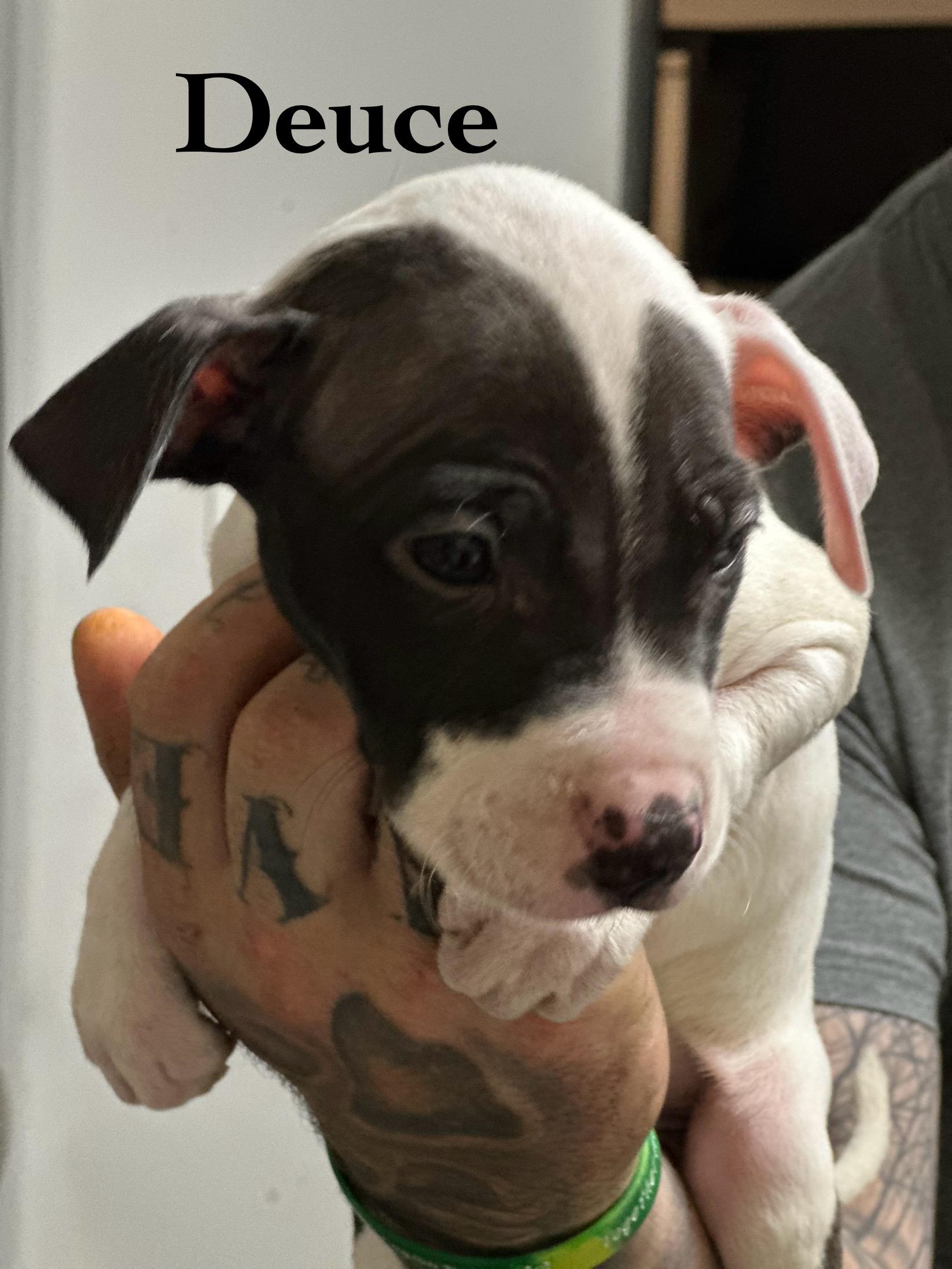 Enlarge Deuce, a Adoptable Pit Bull Terrier in Wilmington, IL image 1/1