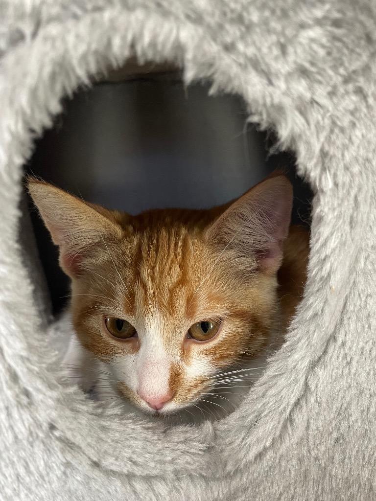 Enlarge Nougat, a Adoptable mixed breed in Spooner, WI image 1/4