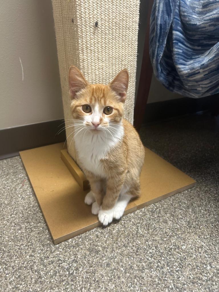 Nougat, Adoptable, Kitten Male Domestic Short Hair.