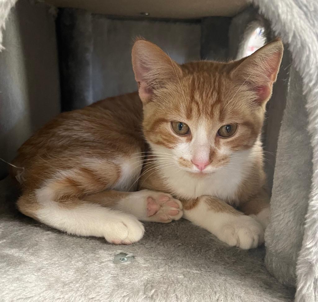 Enlarge Nougat, a Adoptable mixed breed in Spooner, WI image 4/4