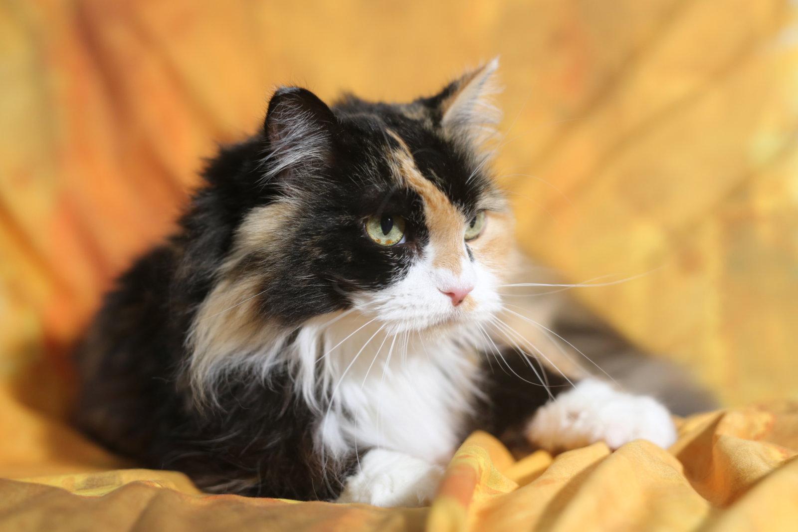 Kaia, a Adoptable Domestic Medium Hair in New Prague, MN image 1/3