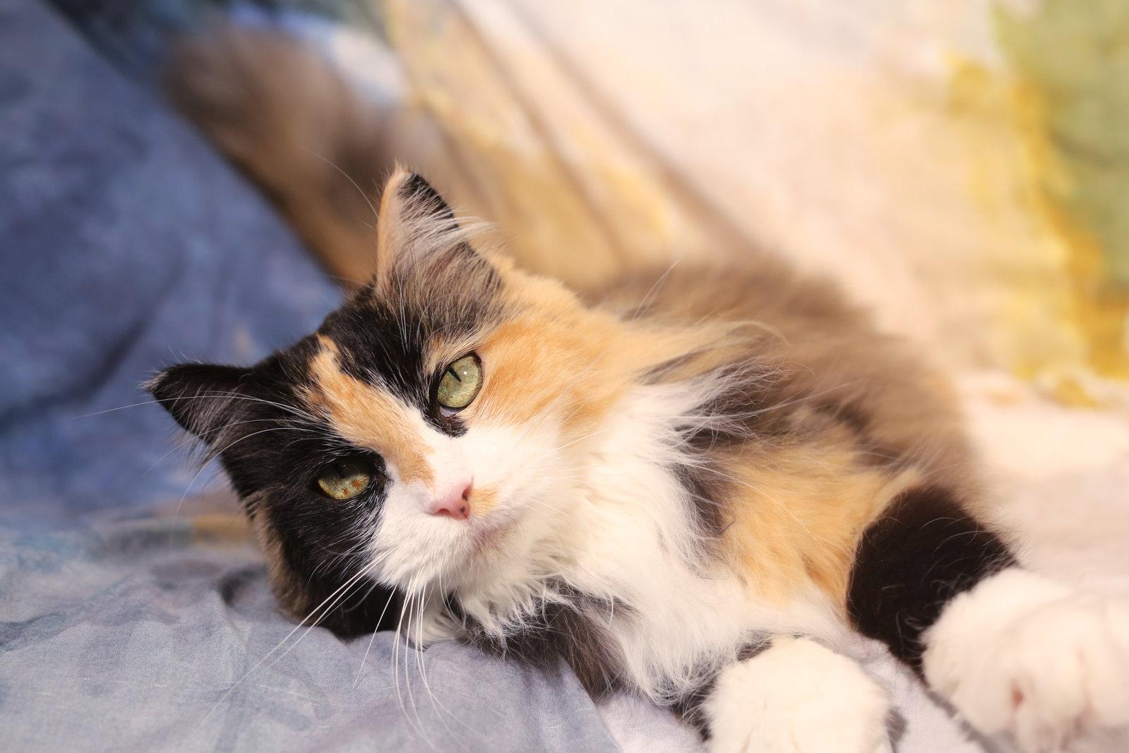 Kaia, a Adoptable Domestic Medium Hair in New Prague, MN image 2/3
