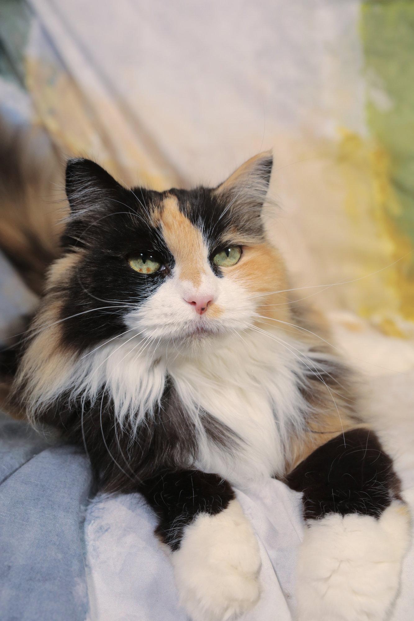 Kaia, a Adoptable Domestic Medium Hair in New Prague, MN image 3/3