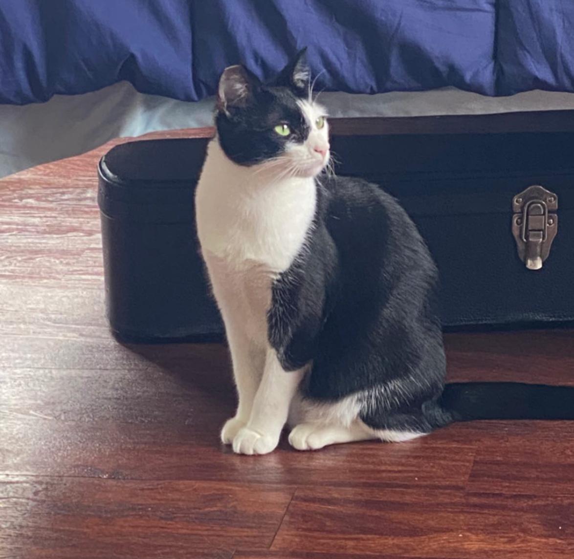 Enlarge Nessie, a ADOPTABLE Domestic Short Hair in Santa Monica, CA image 6/6