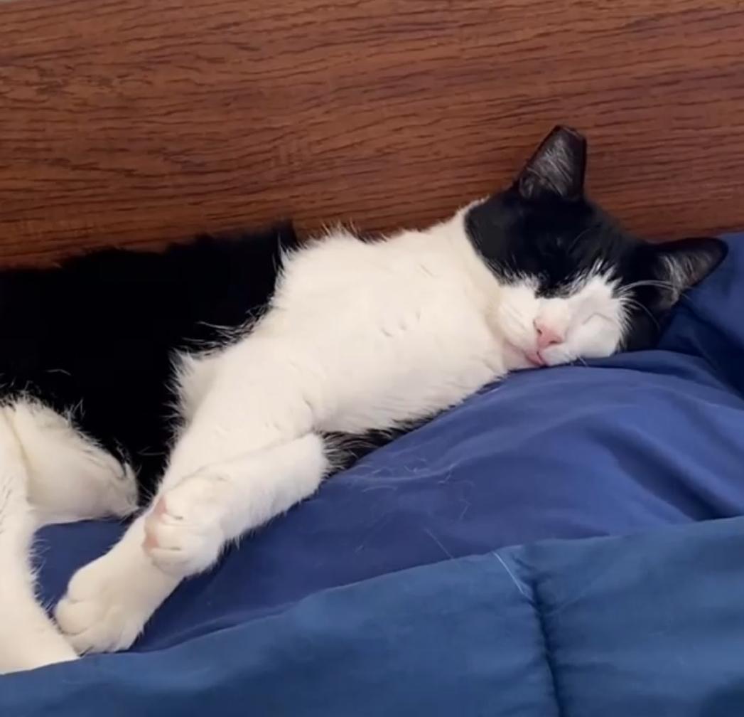 Enlarge Nessie, a ADOPTABLE Domestic Short Hair in Santa Monica, CA image 2/6