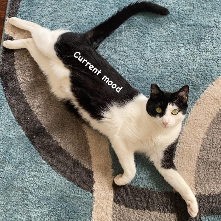 Enlarge Nessie, a ADOPTABLE Domestic Short Hair in Santa Monica, CA image 1/6