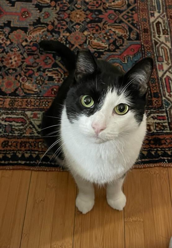 Nessie, ADOPTABLE, Adult Female Domestic Short Hair.