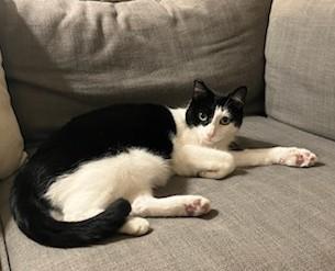 Enlarge Nessie, a ADOPTABLE Domestic Short Hair in Santa Monica, CA image 4/6