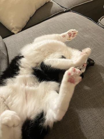 Nessie, a ADOPTABLE Domestic Short Hair in Santa Monica, CA image 4/6