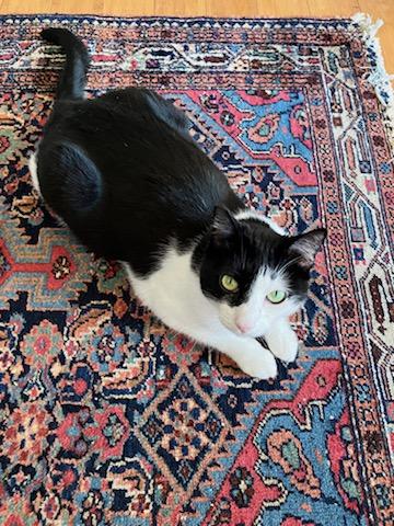 Nessie, a ADOPTABLE Domestic Short Hair in Santa Monica, CA image 6/6