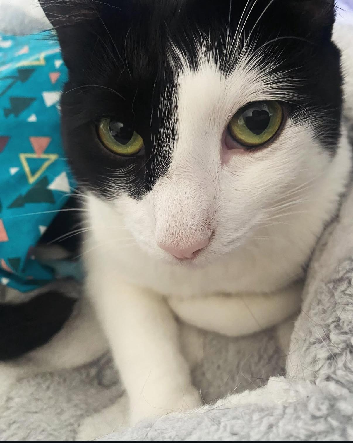 Enlarge Nessie, a ADOPTABLE Domestic Short Hair in Santa Monica, CA image 3/6