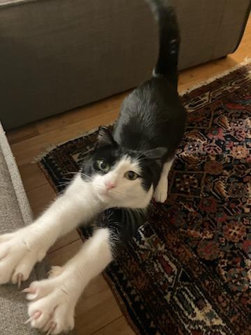 Enlarge Nessie, a ADOPTABLE Domestic Short Hair in Santa Monica, CA image 5/6