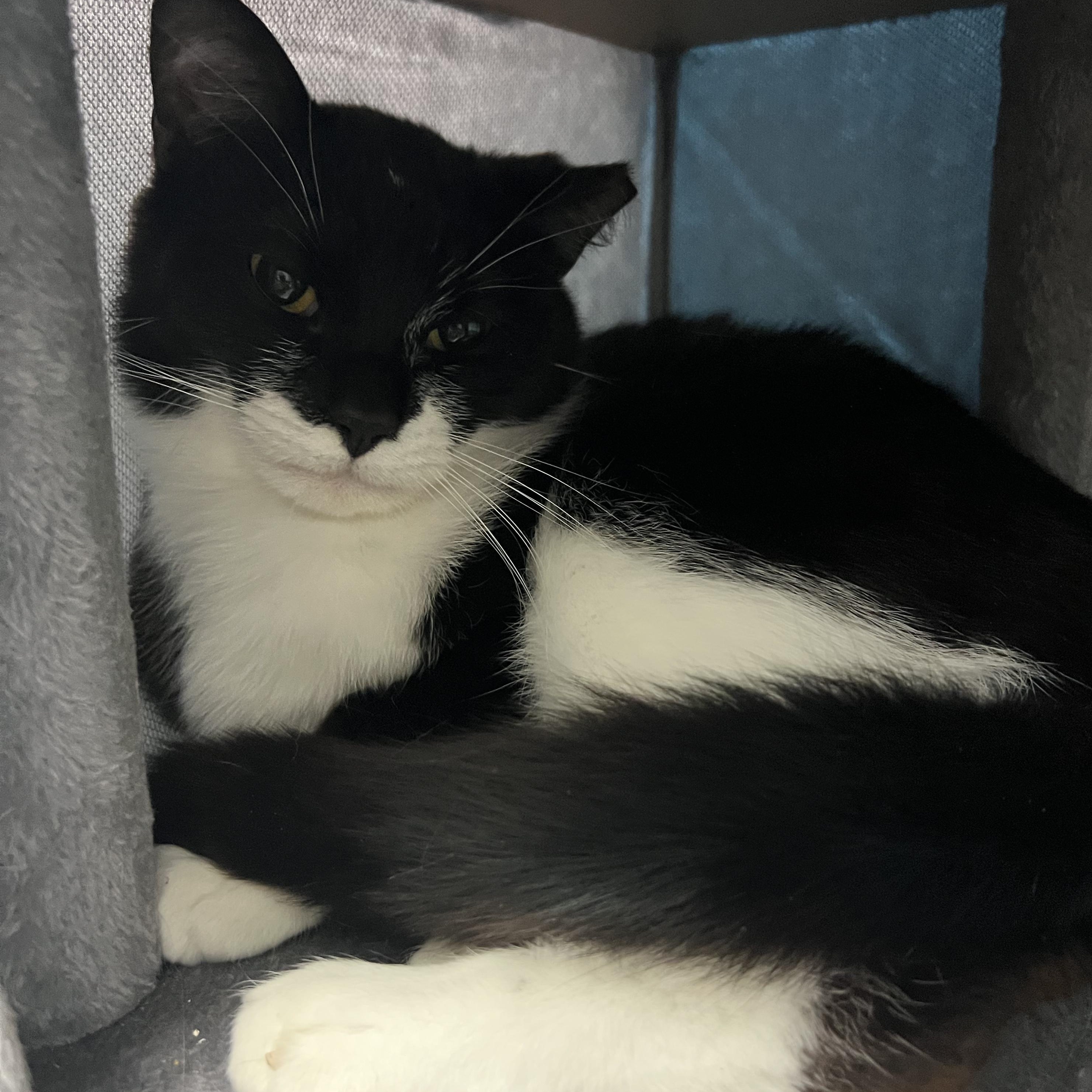 Clarence, a ADOPTABLE mixed breed in Mount Pleasant, MI image 2/2
