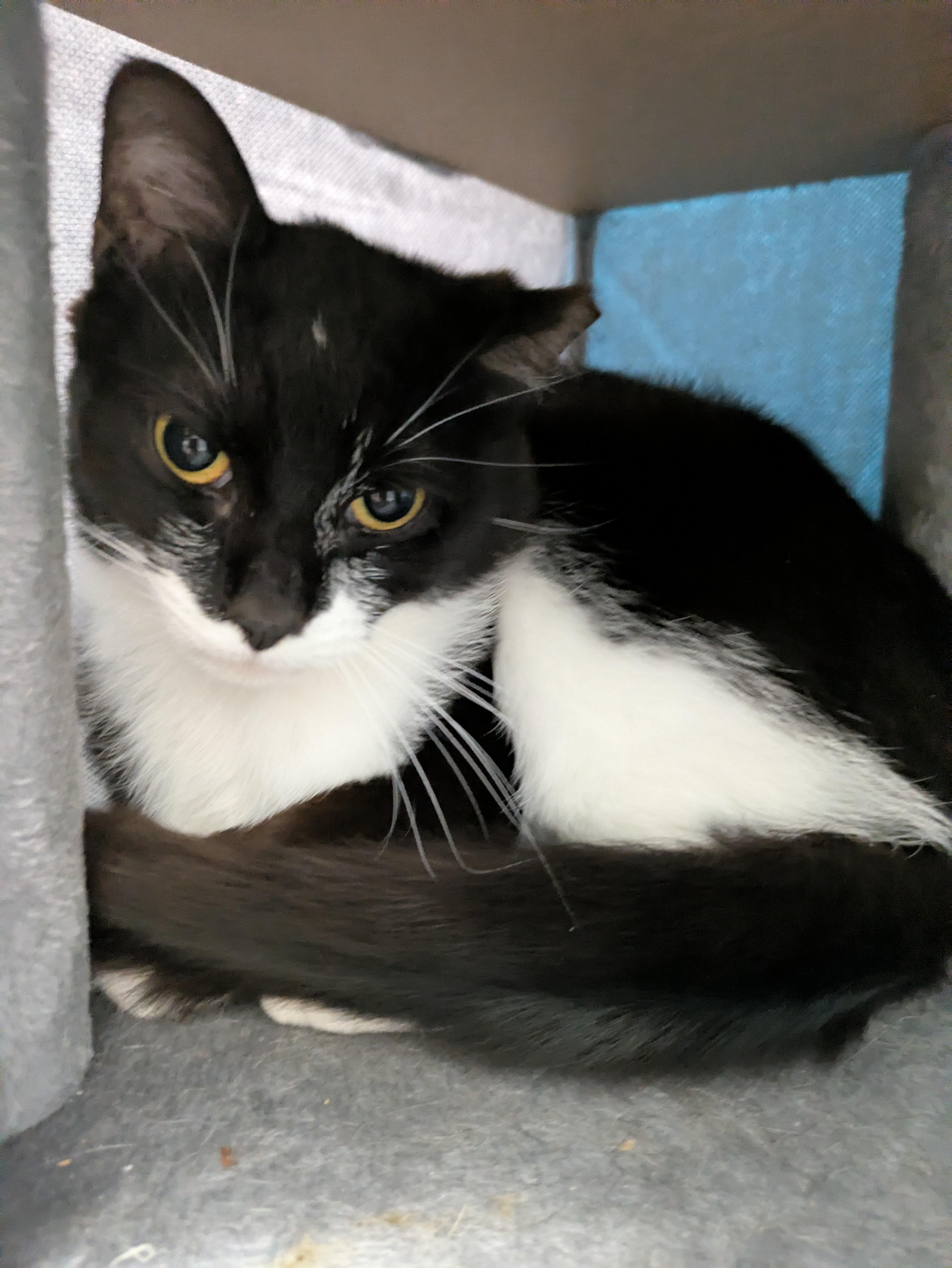 Clarence, a ADOPTABLE mixed breed in Mount Pleasant, MI image 1/2