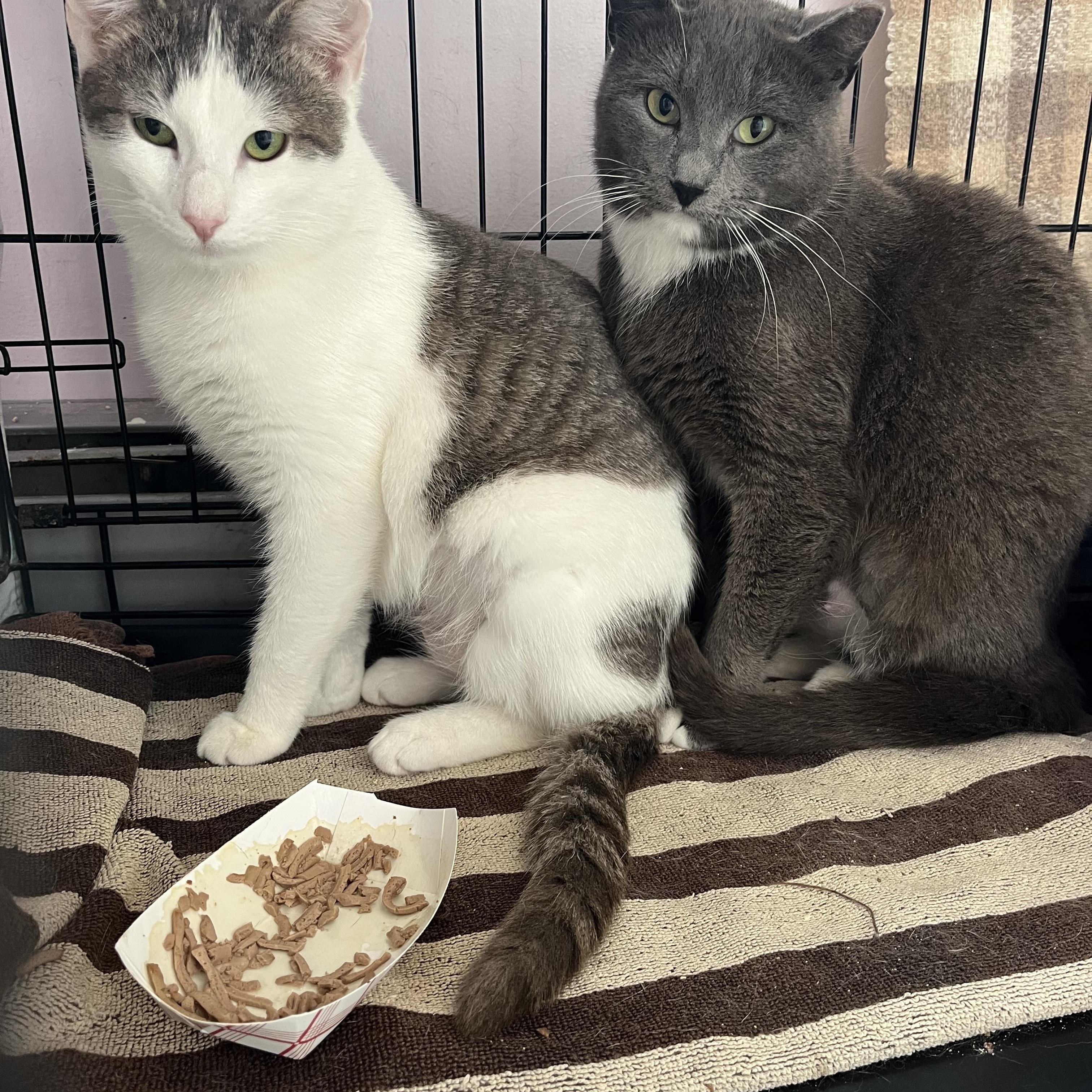Enlarge Fortune and Cookie, a ADOPTABLE Domestic Short Hair in Salisbury, MA image 3/3