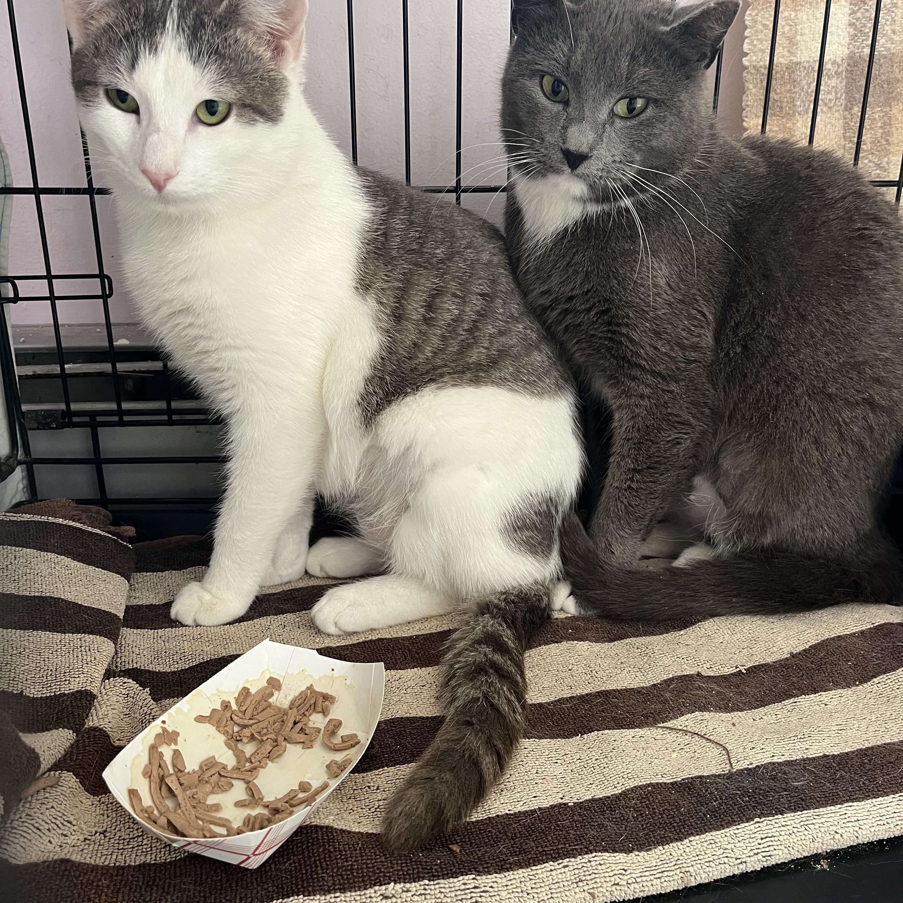 Enlarge Fortune and Cookie, a ADOPTABLE Domestic Short Hair in Salisbury, MA image 2/3