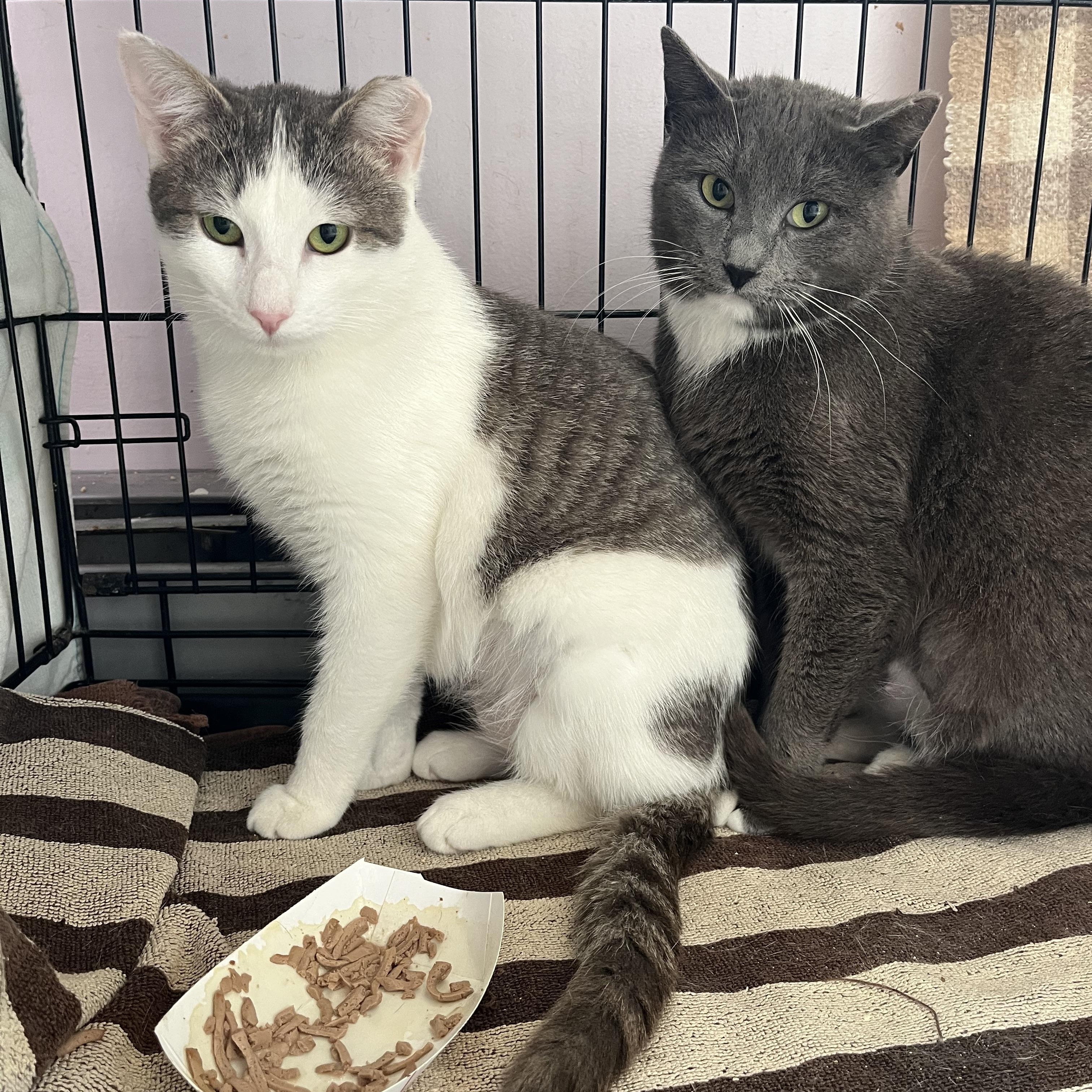 Enlarge Fortune and Cookie, a ADOPTABLE Domestic Short Hair in Salisbury, MA image 1/3