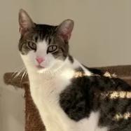 Tasha, Adoptable, Adult Female Domestic Short Hair.