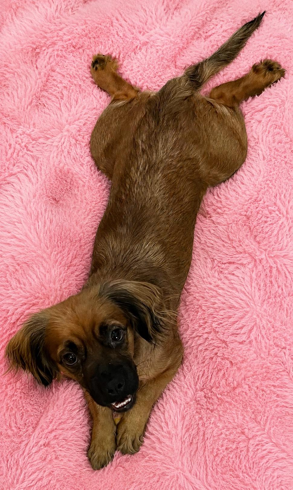 Cuddle Bug Dizzy, Adoptable, Adult Female Dachshund.
