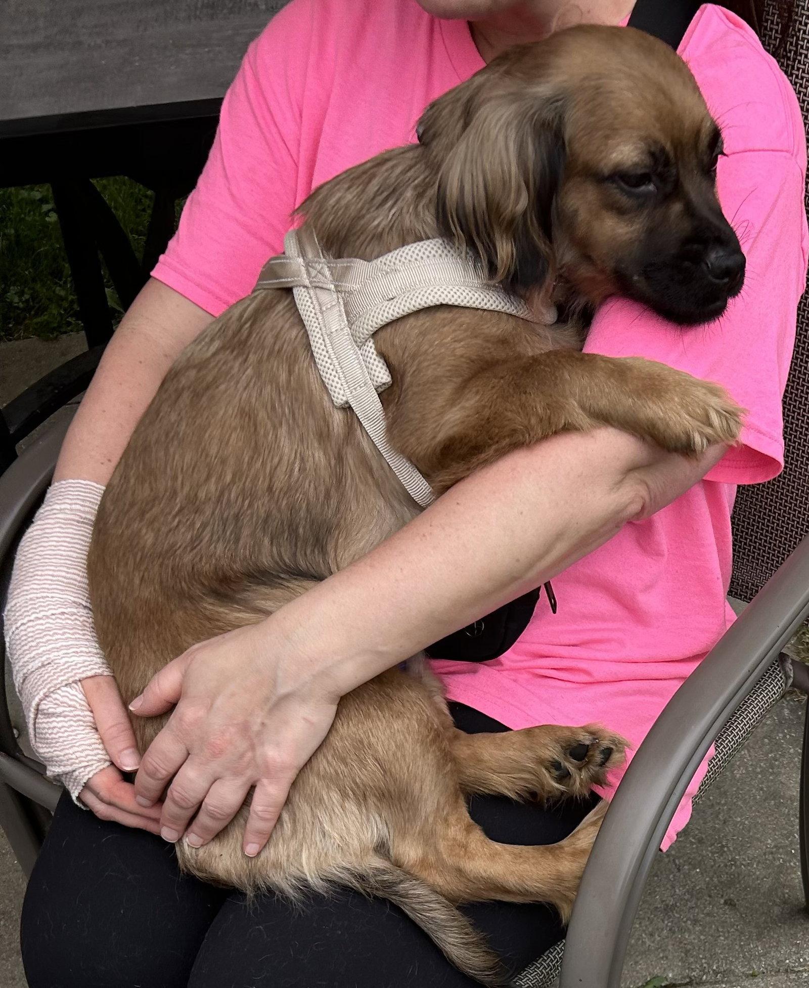 Enlarge Cuddle Bug Dizzy, a Adoptable Dachshund in Cuyahoga Falls, OH image 2/3