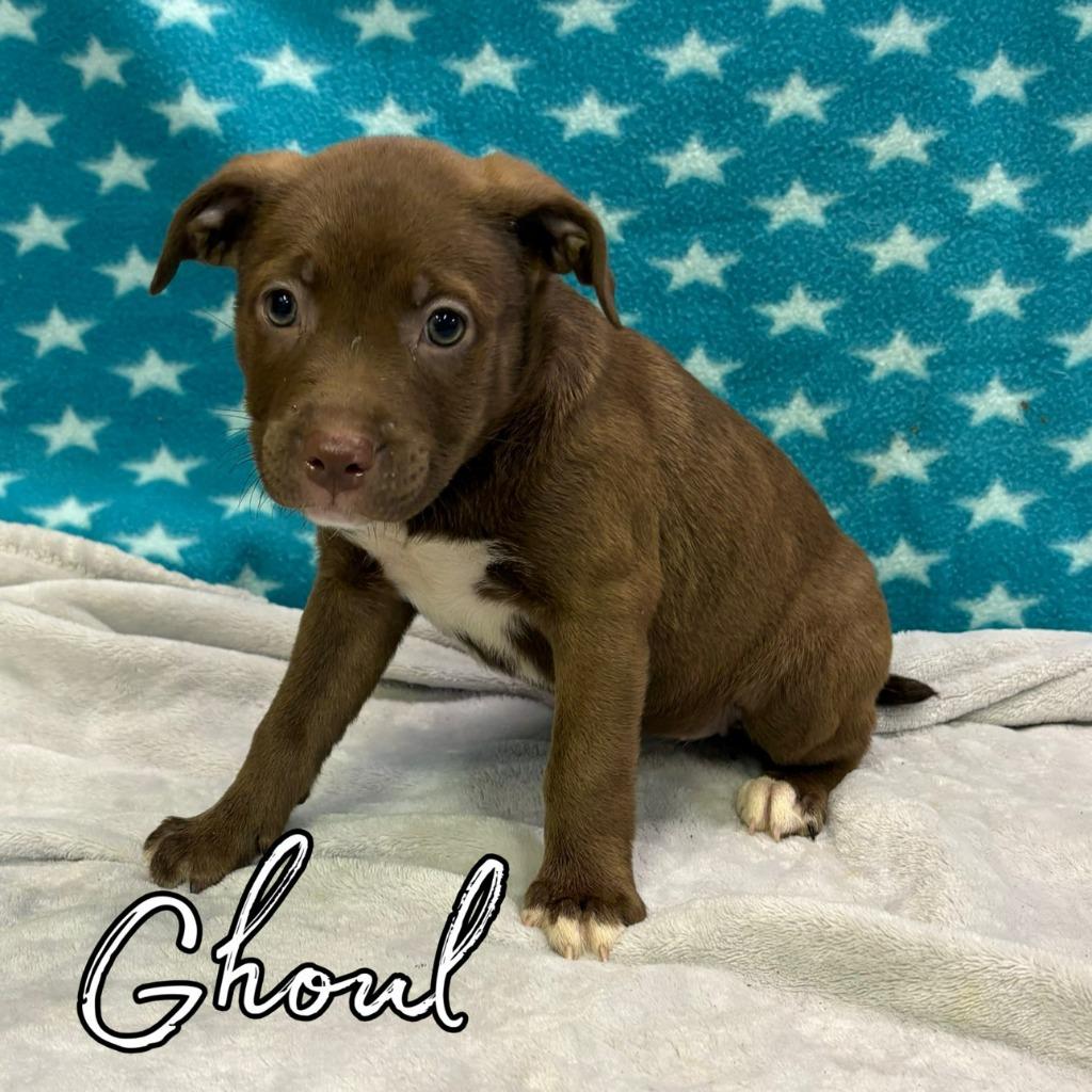 Ghoul, Adoptable, Puppy Female Retriever & Mixed Breed.