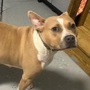 JoJo, a Adoptable mixed breed in Smithfield, NC image 2/6