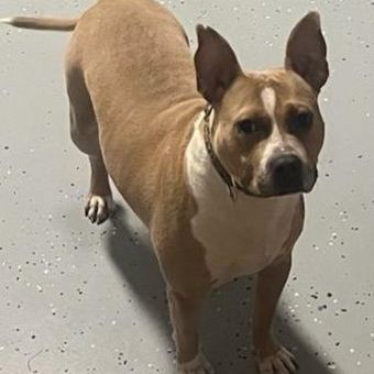 JoJo, a Adoptable mixed breed in Smithfield, NC image 3/6