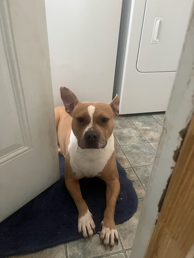 JoJo, a Adoptable mixed breed in Smithfield, NC image 4/6