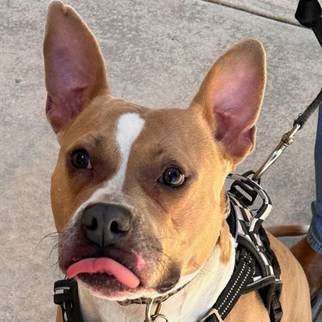 JoJo, Adoptable, Young Female Pit Bull Terrier.