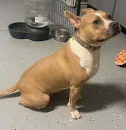 JoJo, a Adoptable mixed breed in Smithfield, NC image 5/6