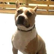 JoJo, a Adoptable mixed breed in Smithfield, NC image 6/6