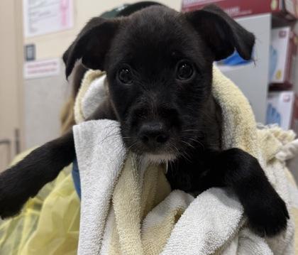 Enlarge Riley, a Adoptable mixed breed in Honolulu, HI image 1/1