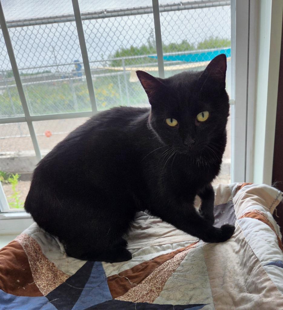 Emerald, Adoptable, Young Female Domestic Short Hair.