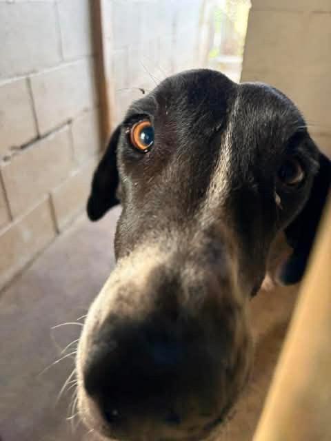 Enlarge Phoebe, a Adoptable Great Dane in Brenham, TX image 6/6